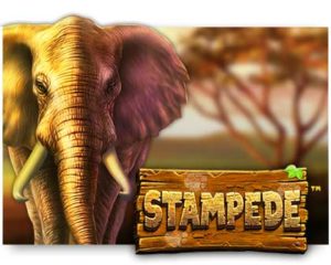 Stampede Spielautomat online spielen
